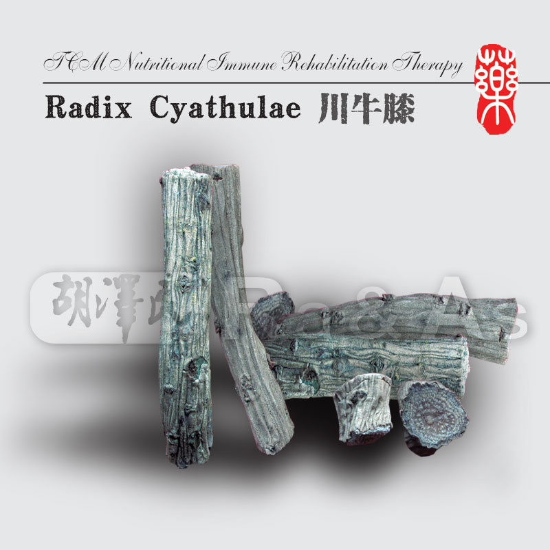 Radix Cyathulae